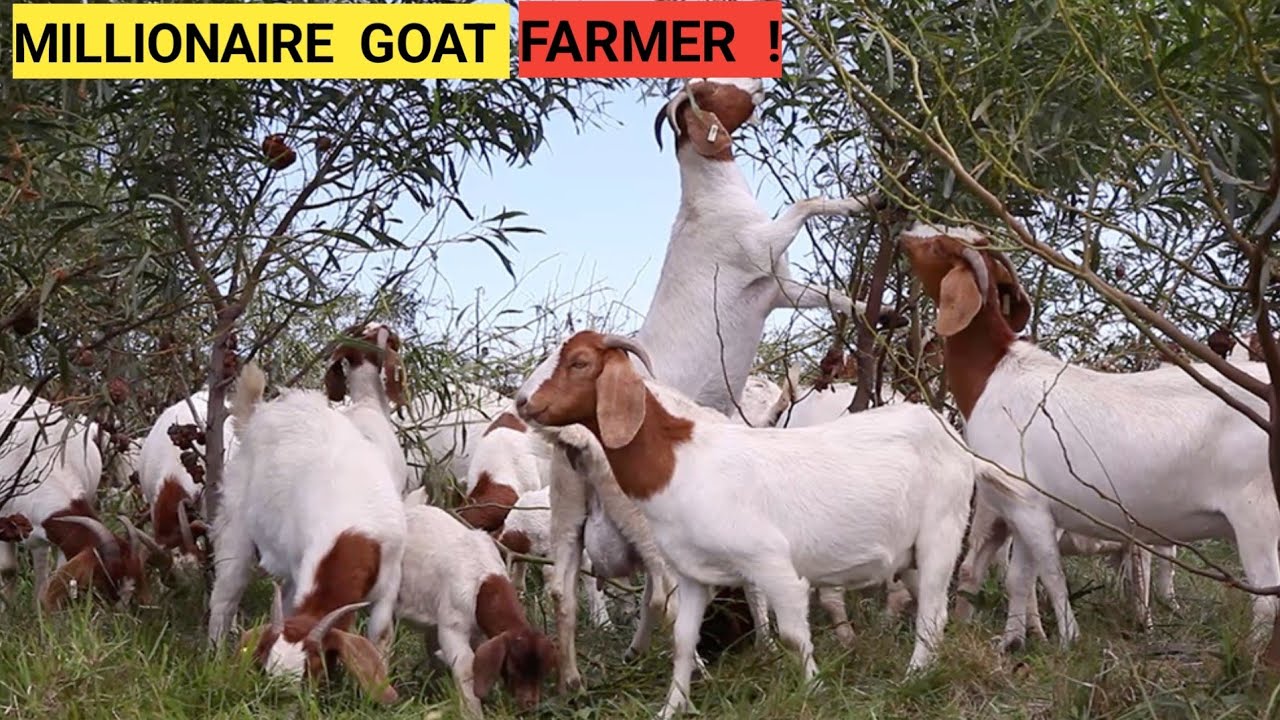 GOAT Farm Business: Best Feeds,Vaccinations, Breeds| Farm Updates 2023