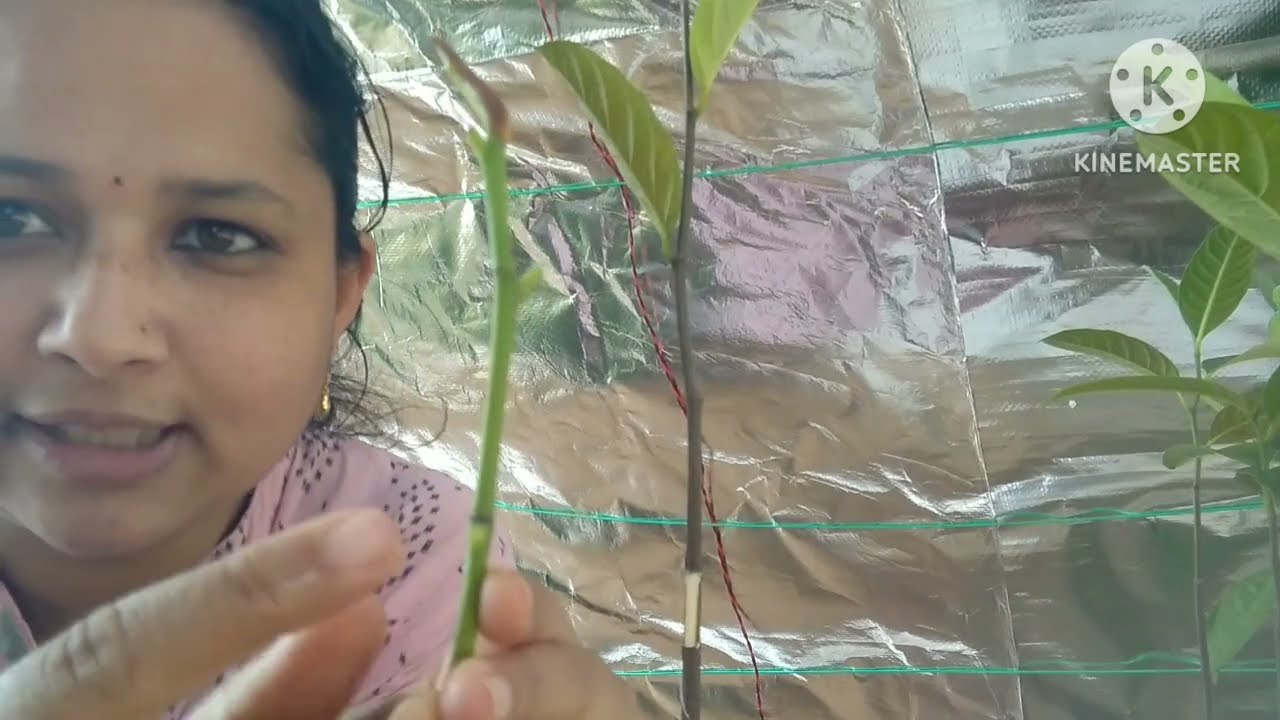 Patch budding grafting  technique for Thailand pink jackfruit fruit variety 