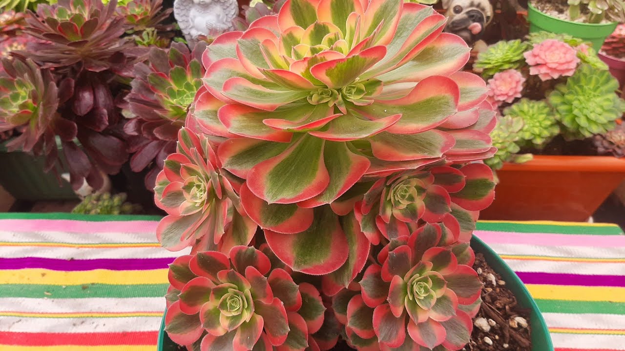 Actualización de los aeonium//crecieron súper rápido