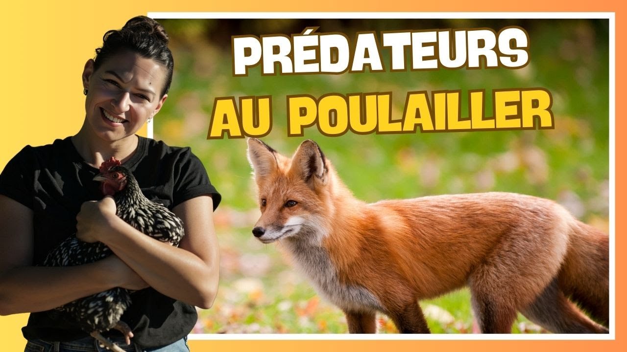 👩‍🌾 Je visite un poulailler sécurisé contre les prédateurs