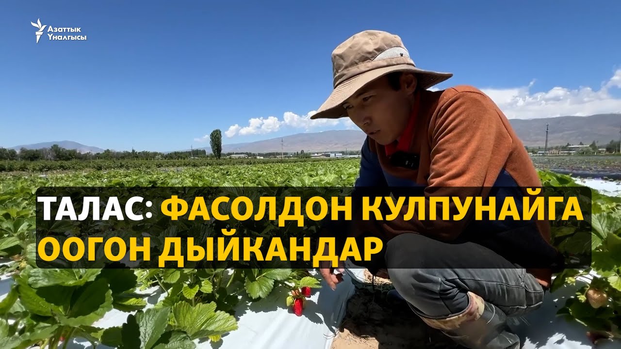 Талас: фасолдон кулпунайга оогон дыйкандар