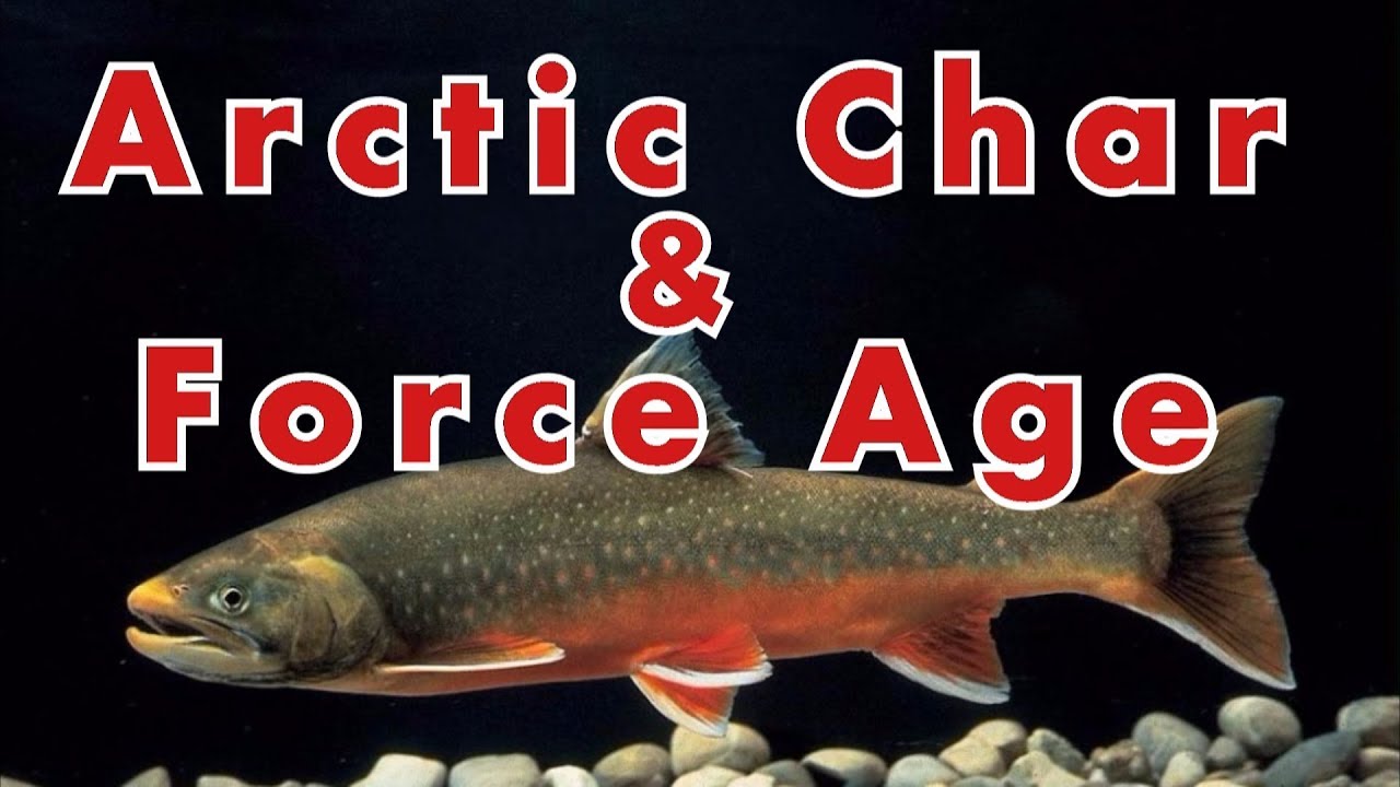 Stinger Arctic Char. Force Age. Обзор