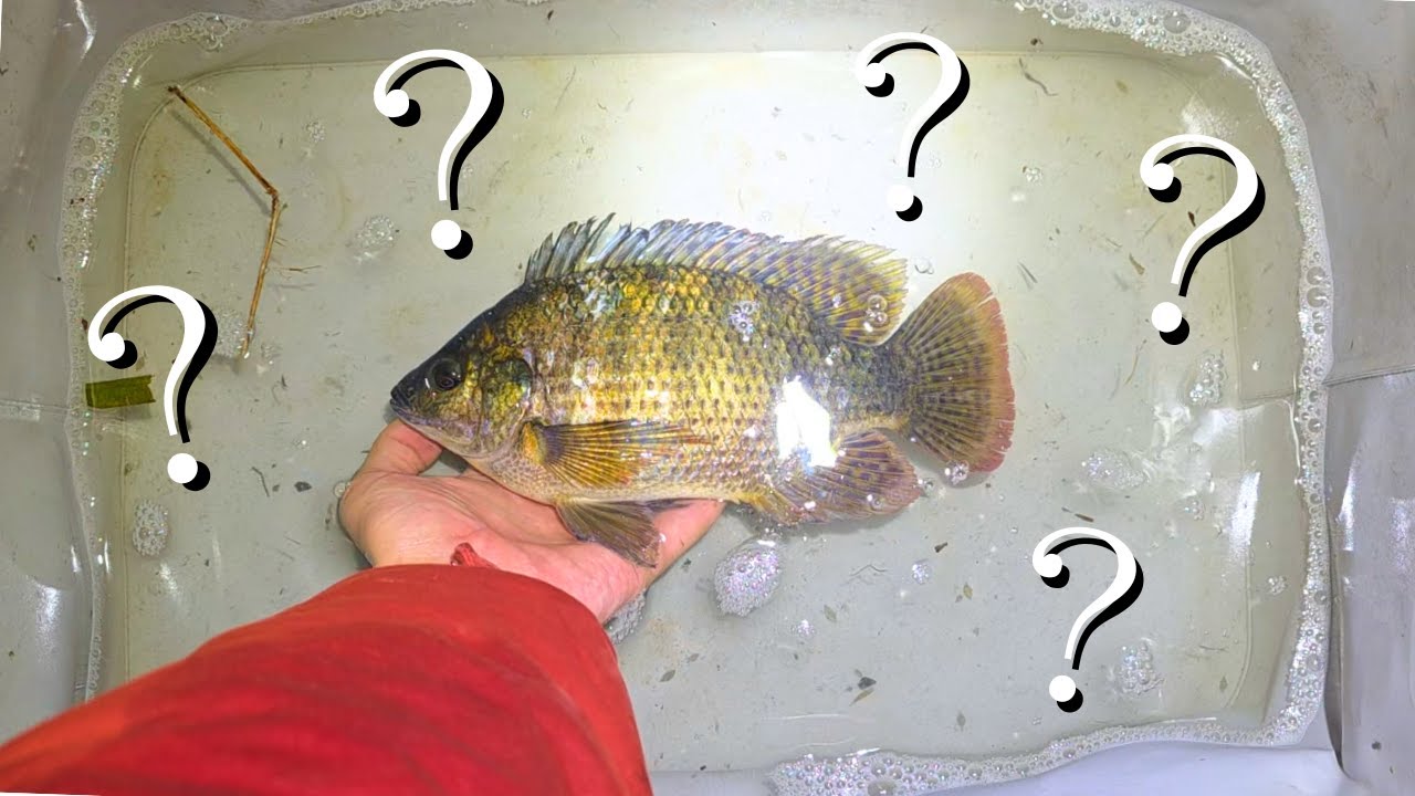 琵琶湖でなんかヤバい魚捕れた…