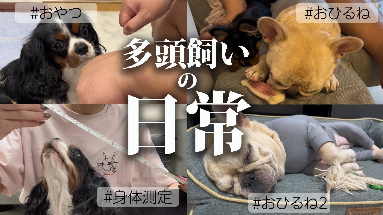 これが多頭飼いの日常です...フレブル・キャバリア・チワワの多頭飼いの日常が激しすぎる件#フレンチブルドッグ #キャバリア #チワワ #多頭飼い #いぬ