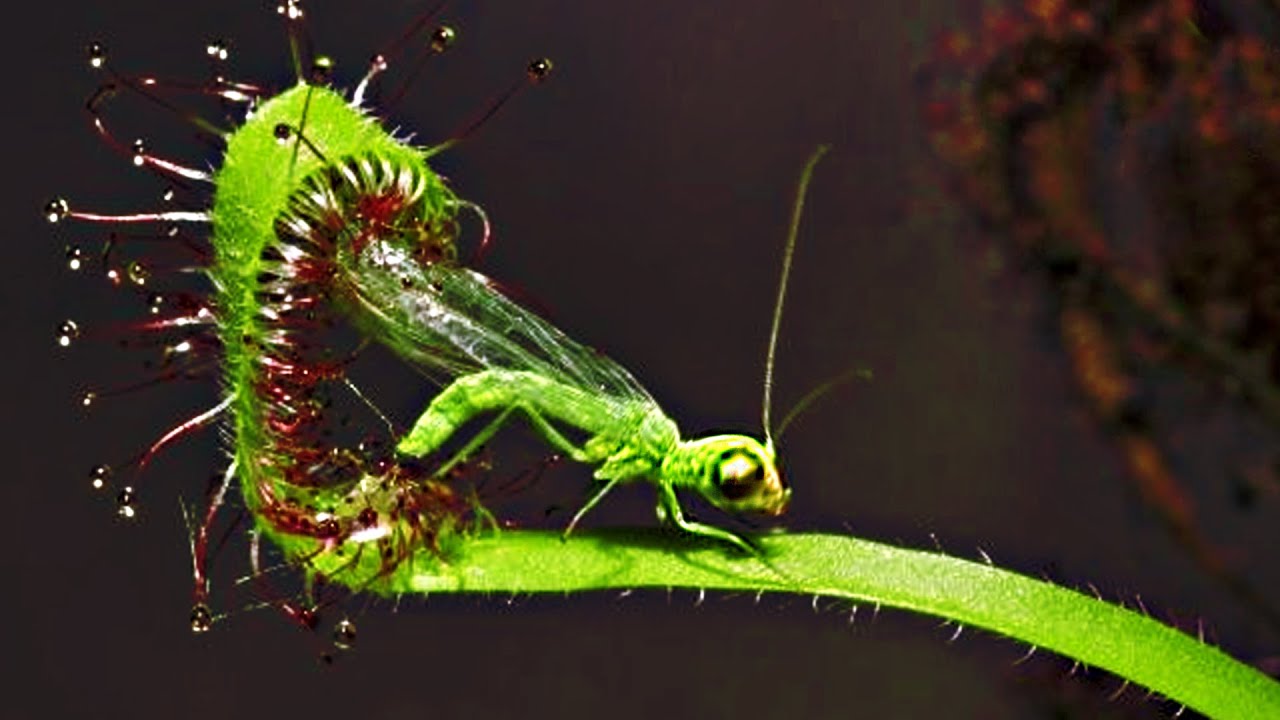 Top 20 Carnivorous Plants That Eat Animals