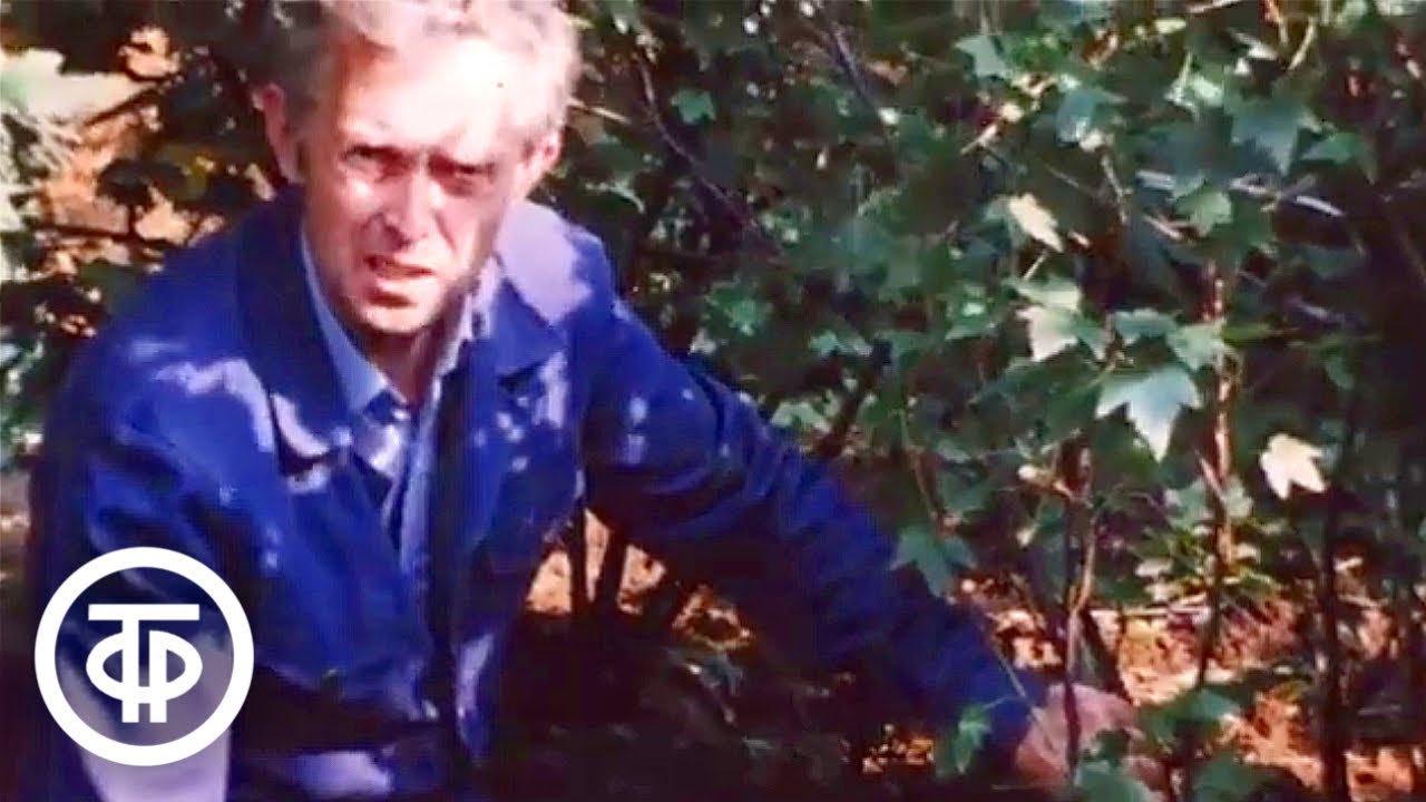 Об осенней обрезке черной и красной смородины. Наш сад (1985)