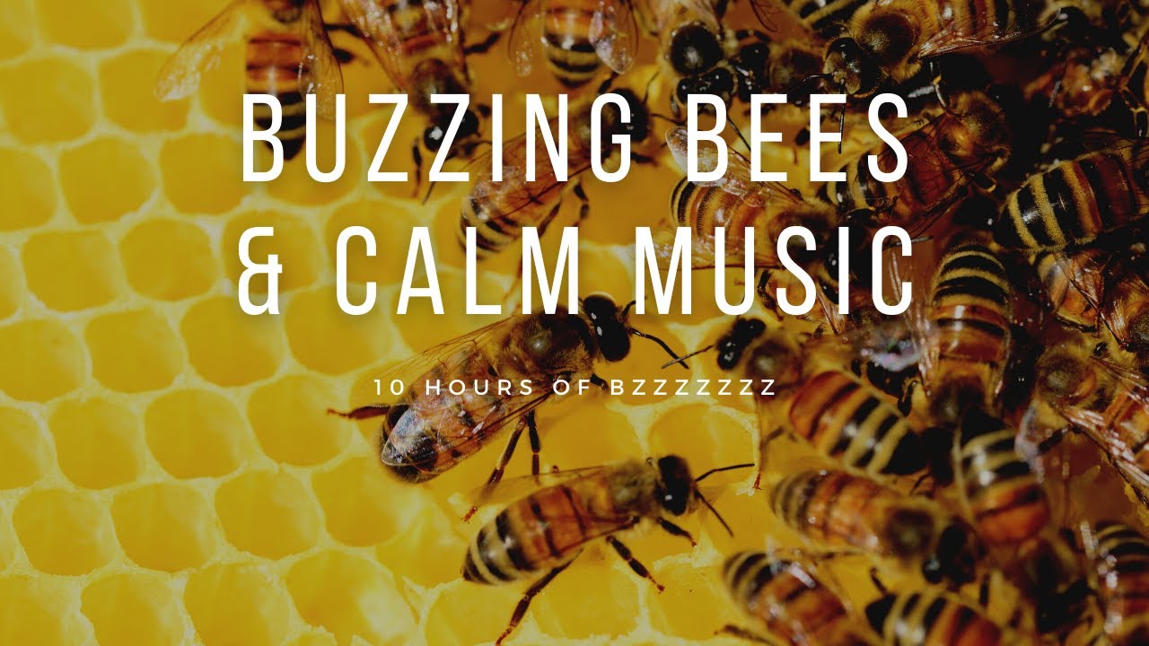 Buzzing Bees around a Hive with Calm Instrumental Music and Natural sound | 10 Hour