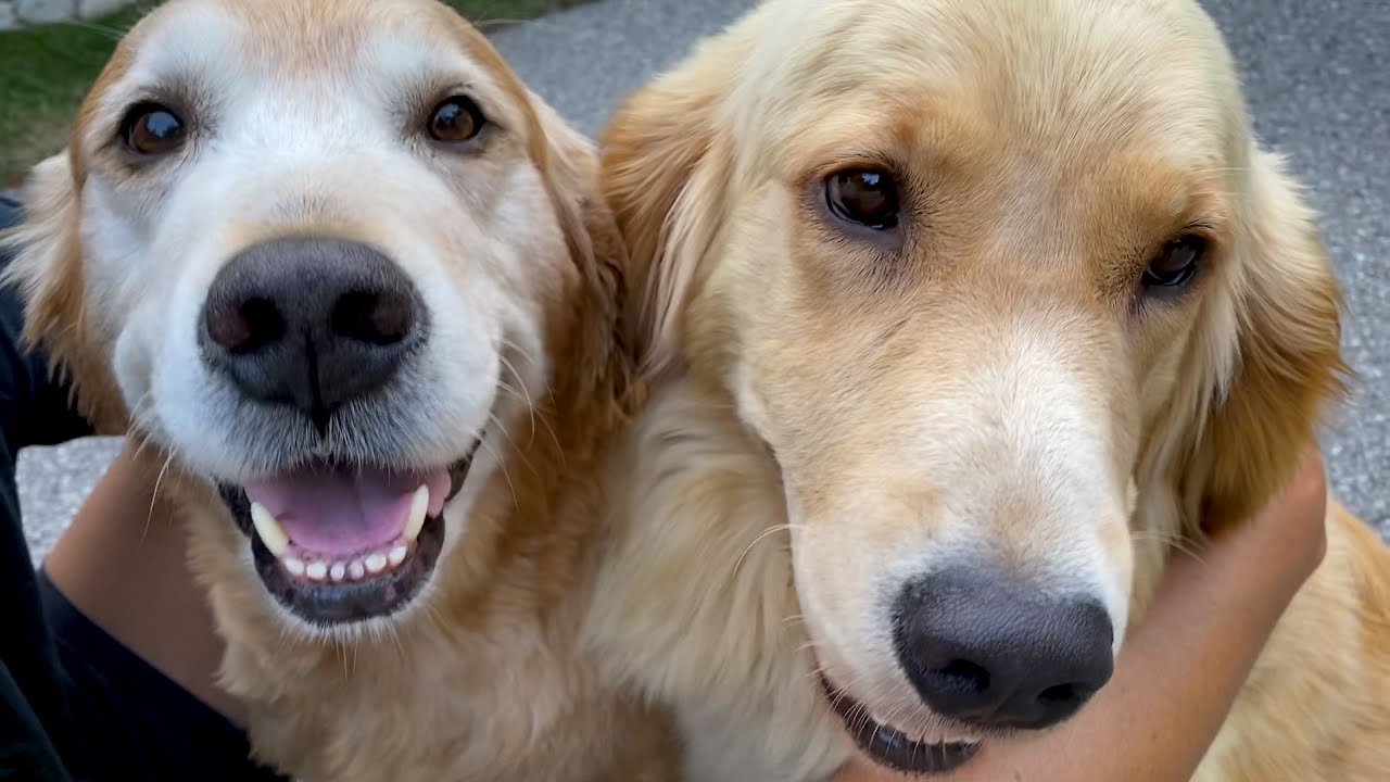 Actor Daniel Henney becomes a proud pup-parent to Juliette