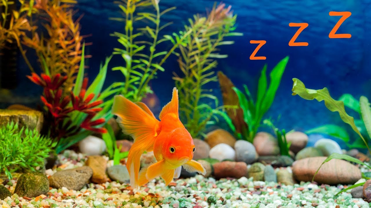 🎵 Música Bebé Dormir y Acuario Relajante 🧡 Calmar y Dormir