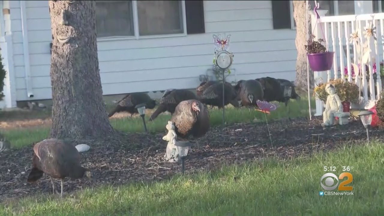 Wild Turkeys Terrorizing New Jersey Community