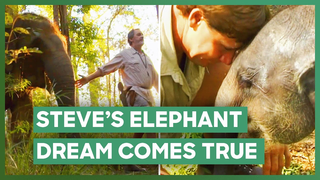 Steve Irwin's Elephant Rescue Dream FINALLY Becomes Reality | Crikey! It's The Irwins