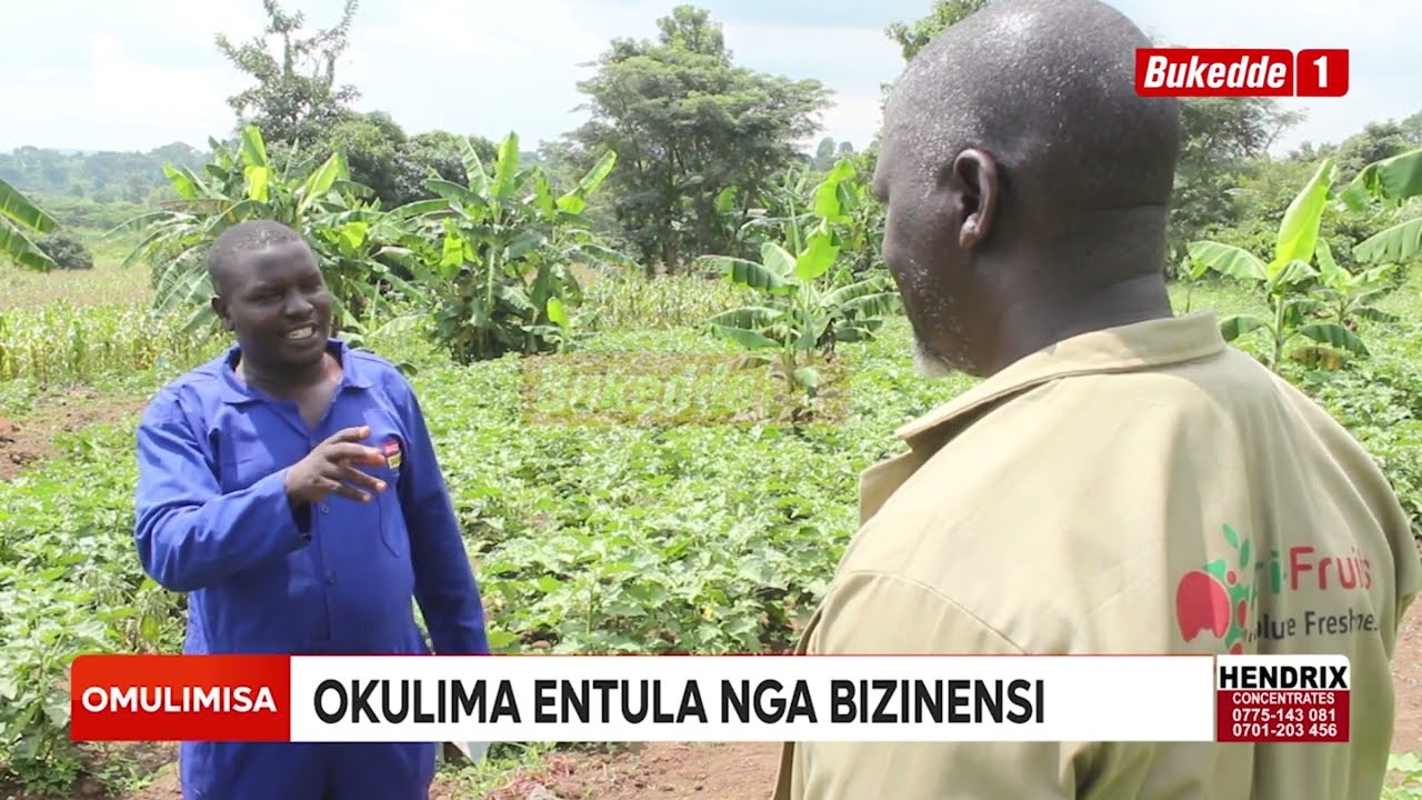 Omulimisa OKULIMA ENTULA NGA BIZINENSI