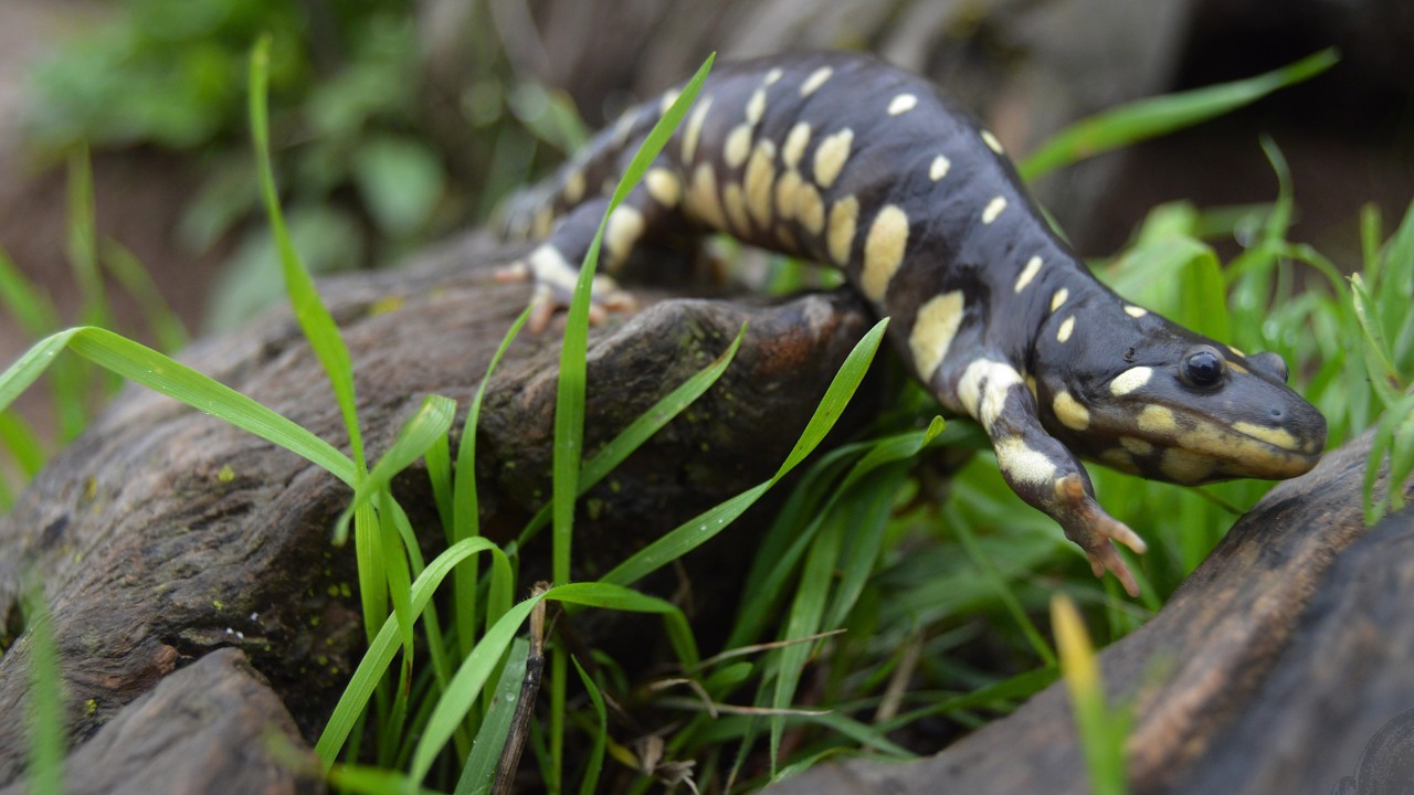 Night of the Tiger - 2021 - CA Tiger Salamander Migration