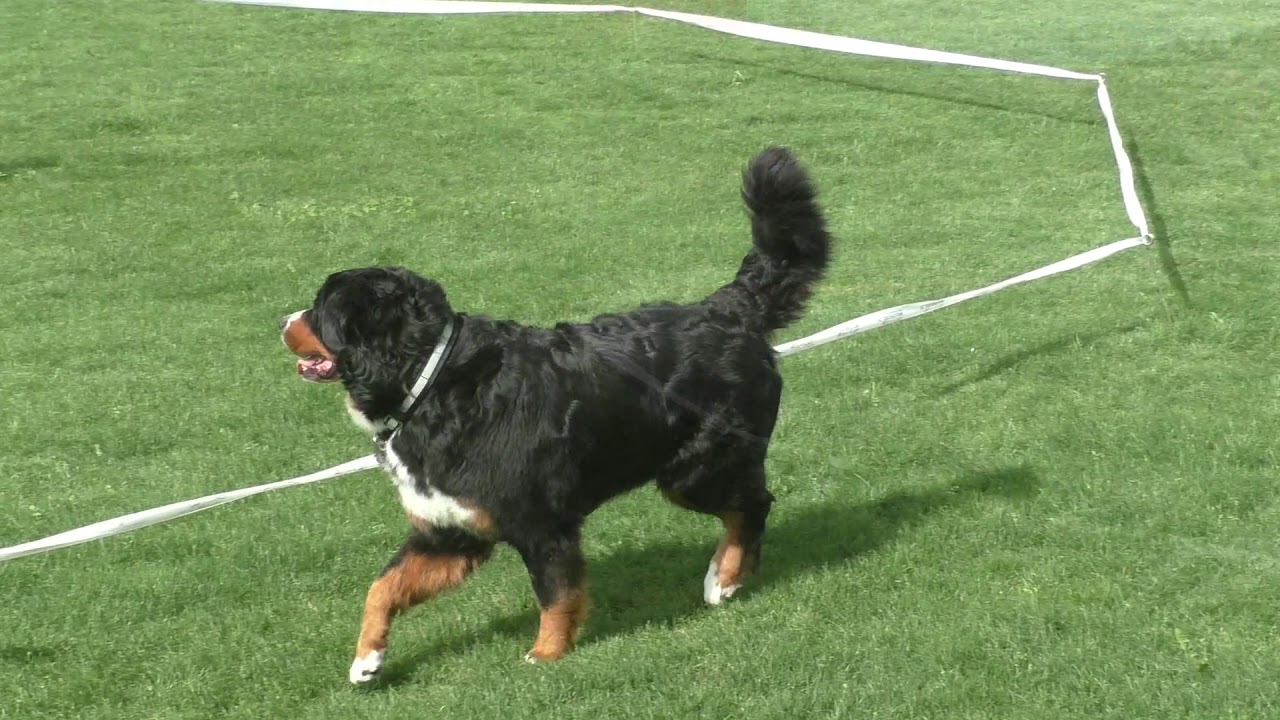 Longieren mit Hund