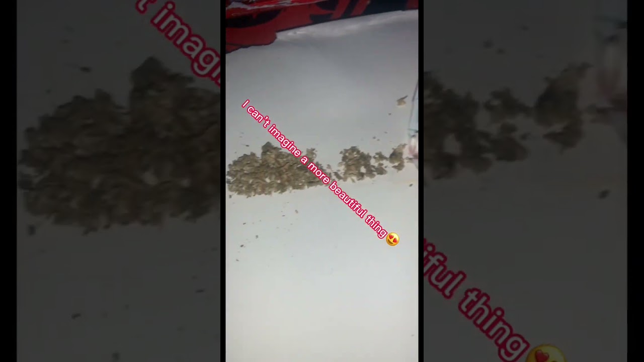 Fat joint #foryou #weed #likeandsubscribe #purple #punchicle