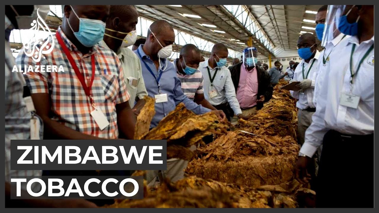Zimbabwe tobacco: Biggest foreign currency earner hit by COVID-19