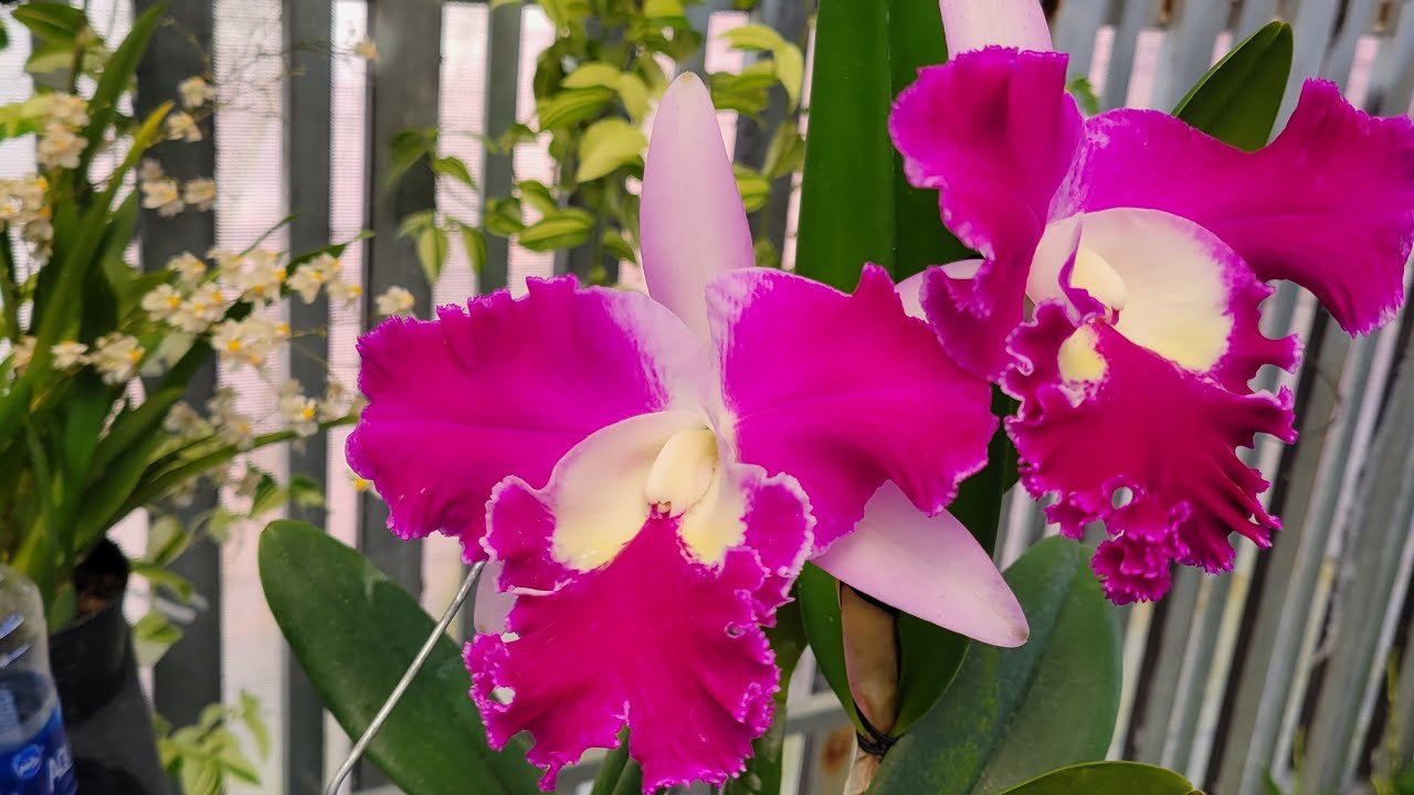 M1 xin vía giờ linh các bác ơi