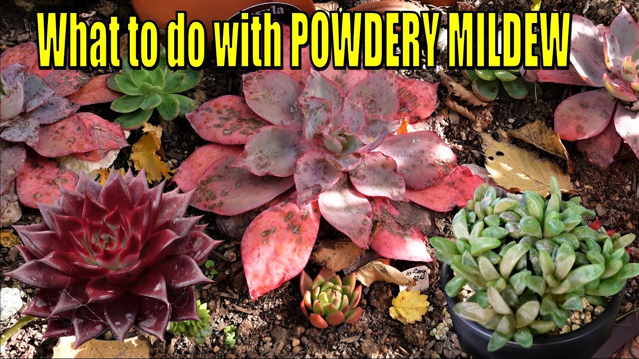 Get Rid of Powdery Mildew on Red Echeveria & Haworthia Care | VLOG #127 Succulents & Coffee w/ Liz