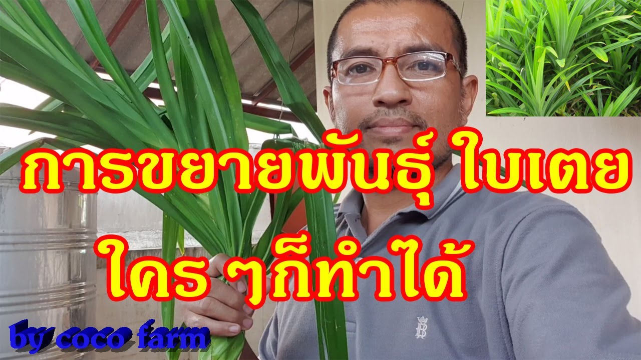 วิธีการขยายพันธุ์ใบเตย ใครๆก็ทำได้ 