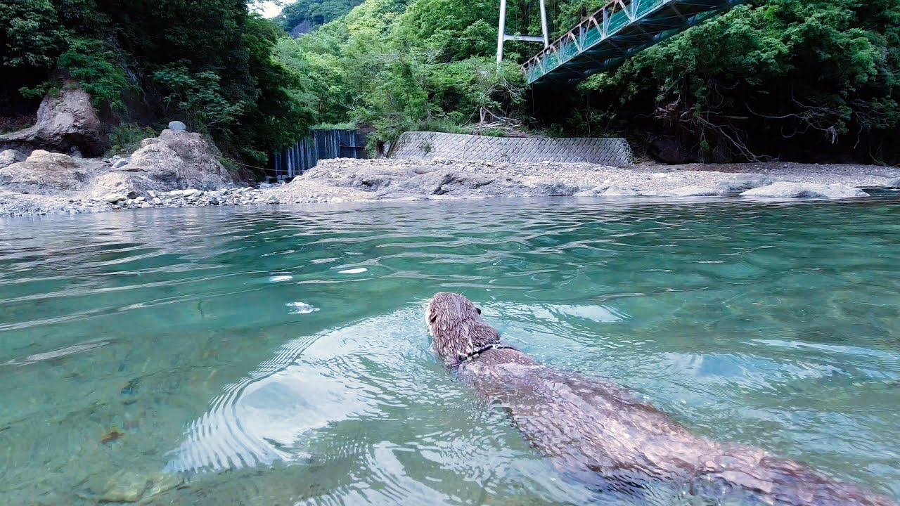 Let's chat while we all watch them camp out on the river with otter Aty! [Otter life]