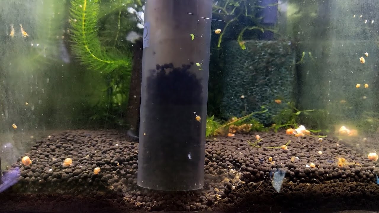 Odmulanie podłoża przy podmianie wody /aktywne w krewetkarium / How to clean aquarium substrate