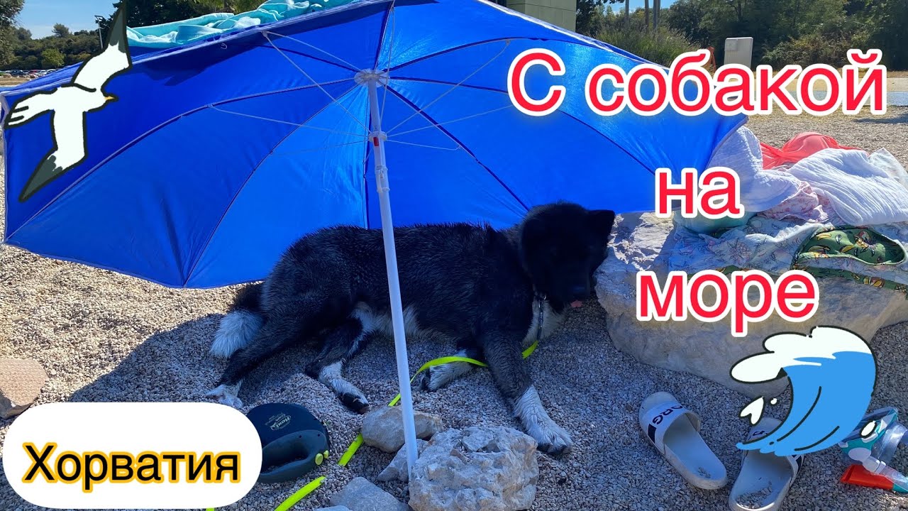 Отдых с собакой на море Хорватия 🇭🇷 Пула /Фажана Лето 2022 июль
