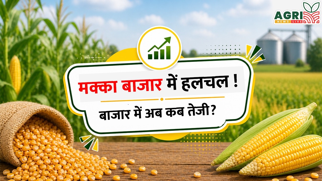 When will maize rise now? | Makka Bhav Today | Maize Market Update