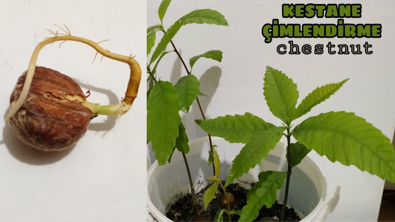 Kestane çimlendirme / Chestnut germination