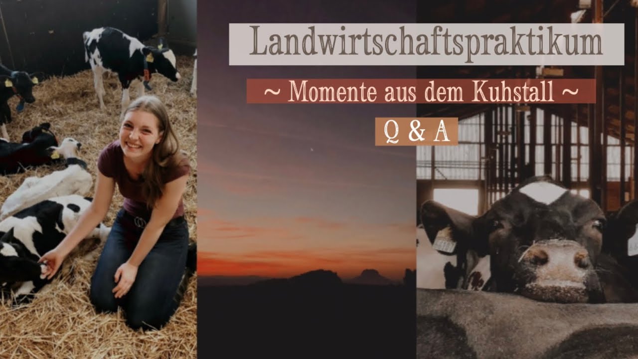 Mein Landwirtschaftspraktikum und KuhContent 🐮🌾🧡
