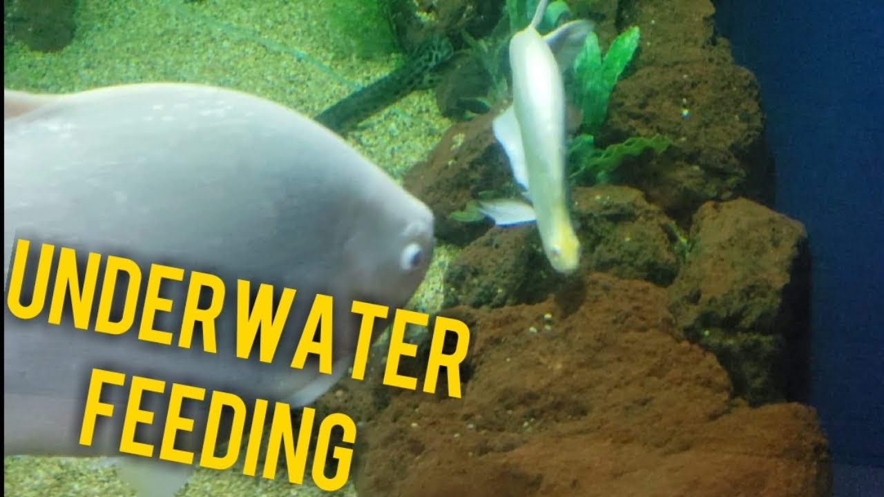 Underwater Monster fish feeding and Update of the fish - ohio fish rescue