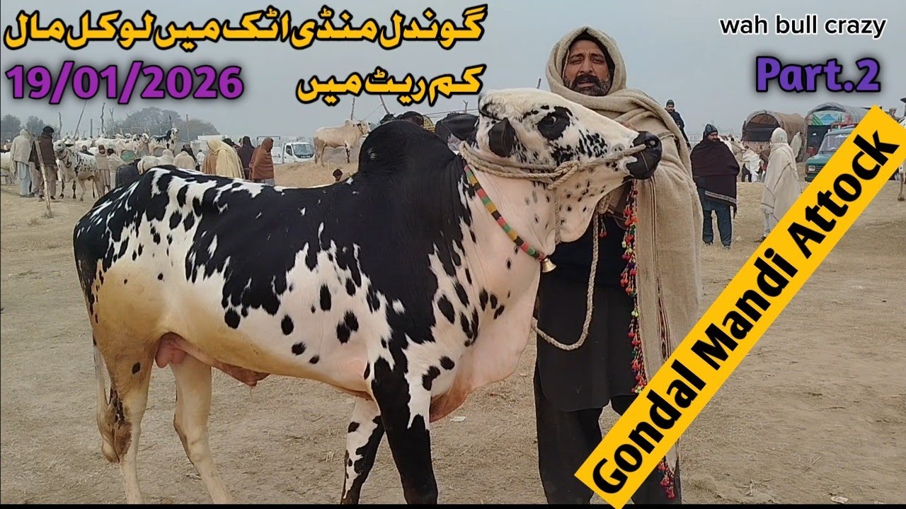 Today Gondal Mandi Attock 19/1/2026 Latest FatehjangiRate'sUpdate@WahbullcrazyCollection2026.27Part2