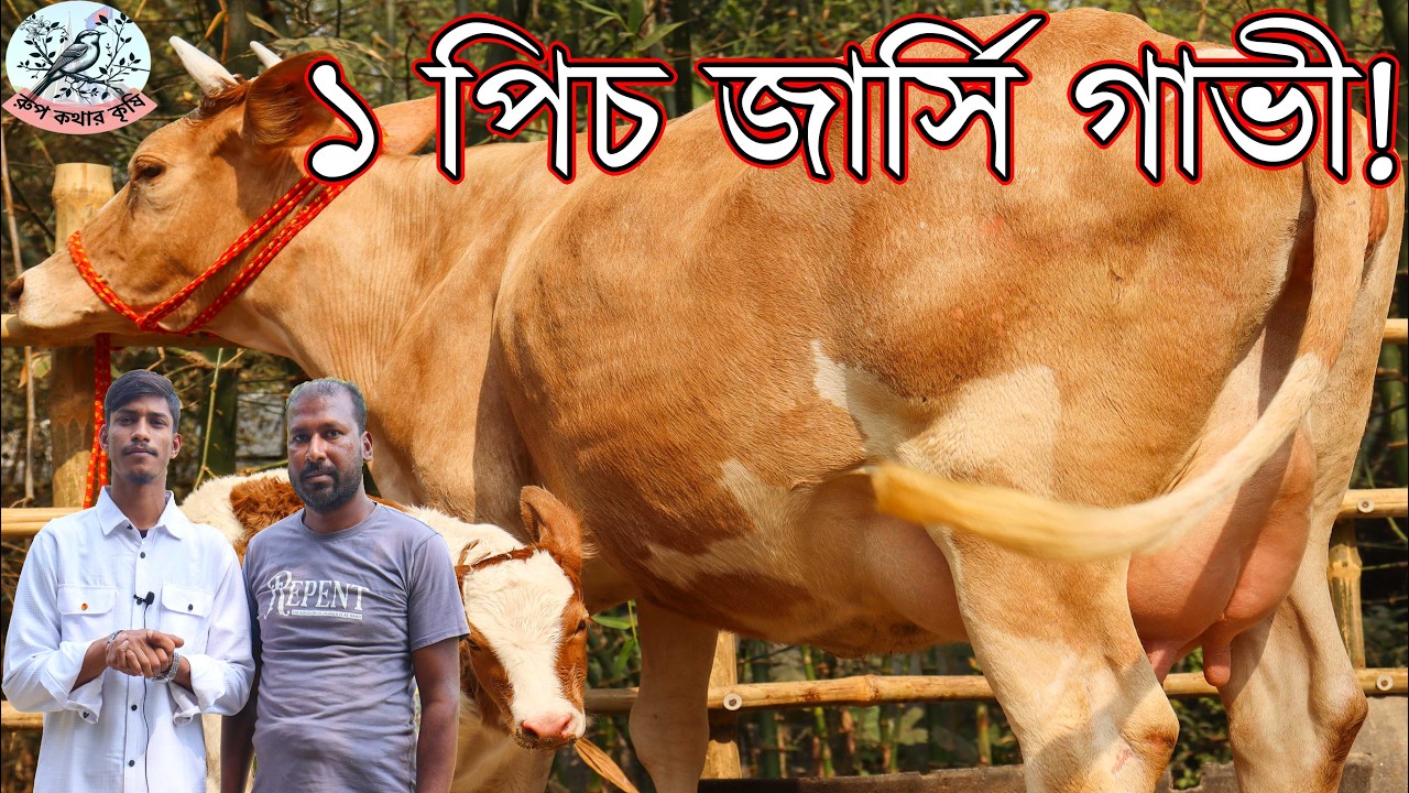 এক পিস ইন্ডিয়ান জার্সি গাভী!লিগেল ৪ দাতে দ্বিতীয় সঙ্গে ষাঁড় বাচ্চা গাভী ২০ লিটার দুধের গাভী কিনুন।