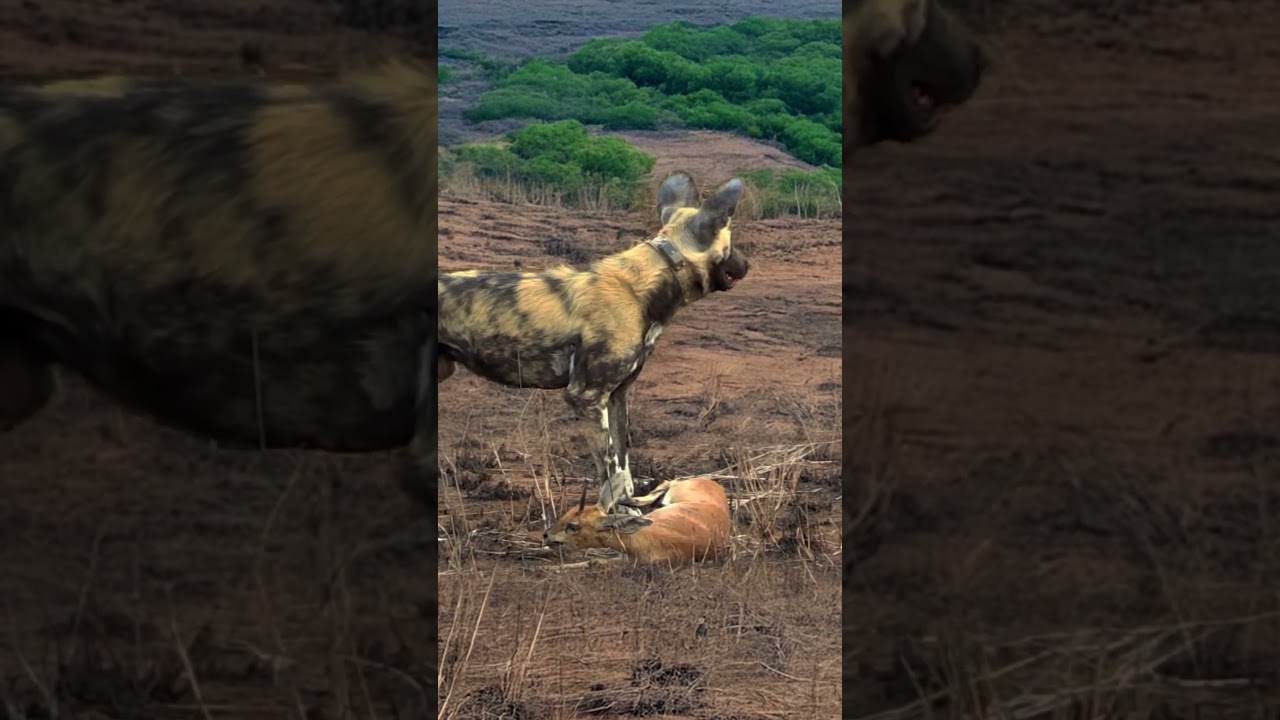 Klipspringer Endures Agonizing Pain as Wild Dogs Eat It Alive  #animals #wildlife #predatorvsprey