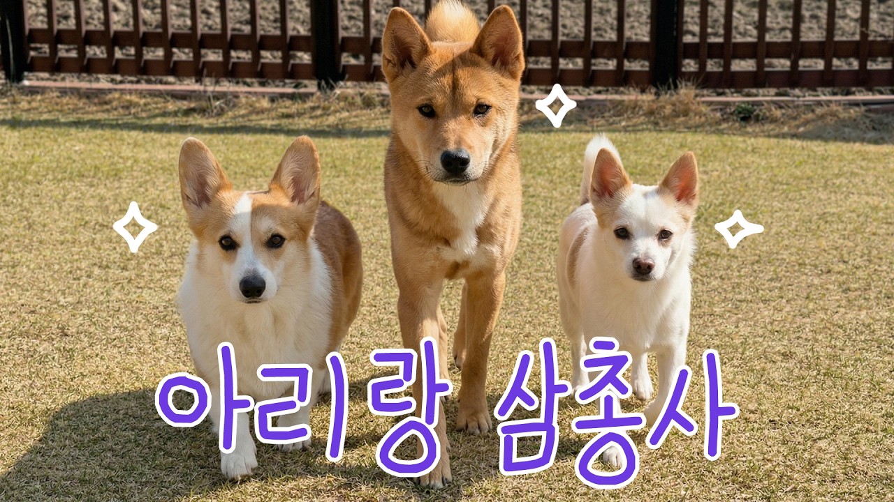 스트릿출신 강아지들의 우정
