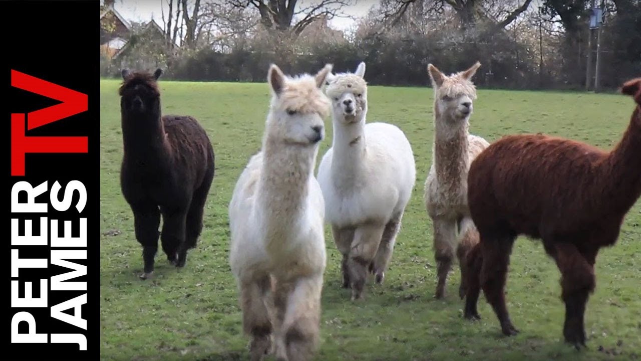 Peter James | Animals | Why Do I love Animals?