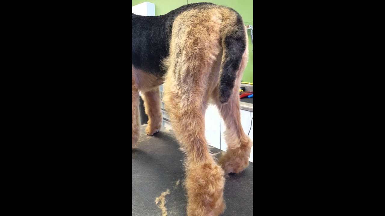 Airedale pet leg trimming