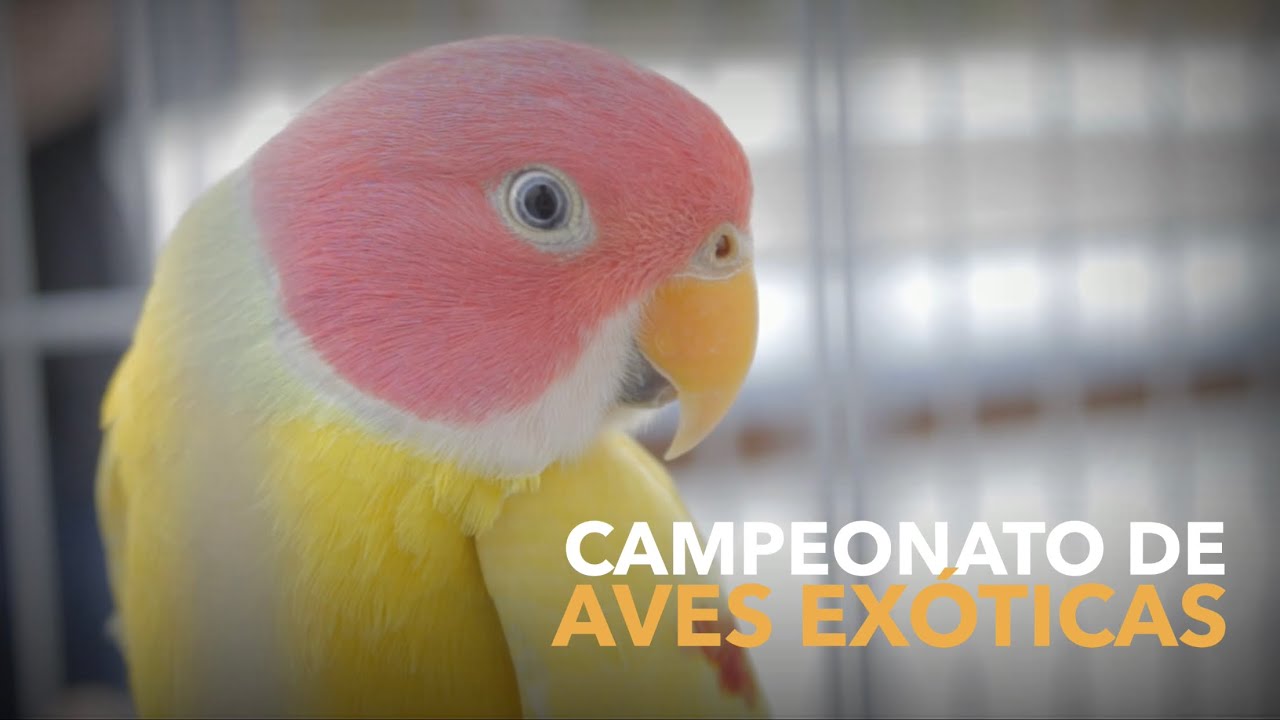 O Maior Campeonato de Aves Exóticas do Brasil | Campeonato Brasileiro | FOB 2019