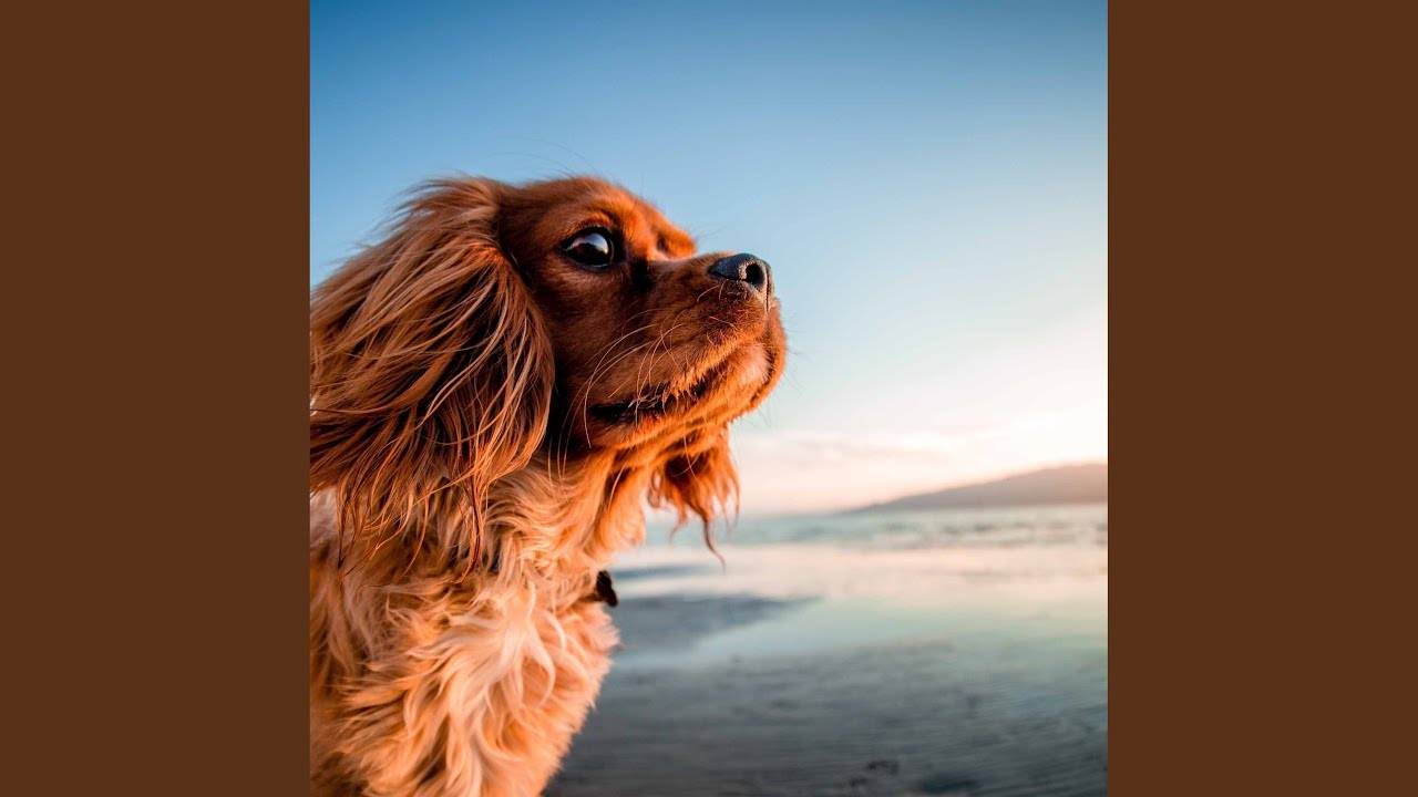 Background for Peaceful Puppy Sleep