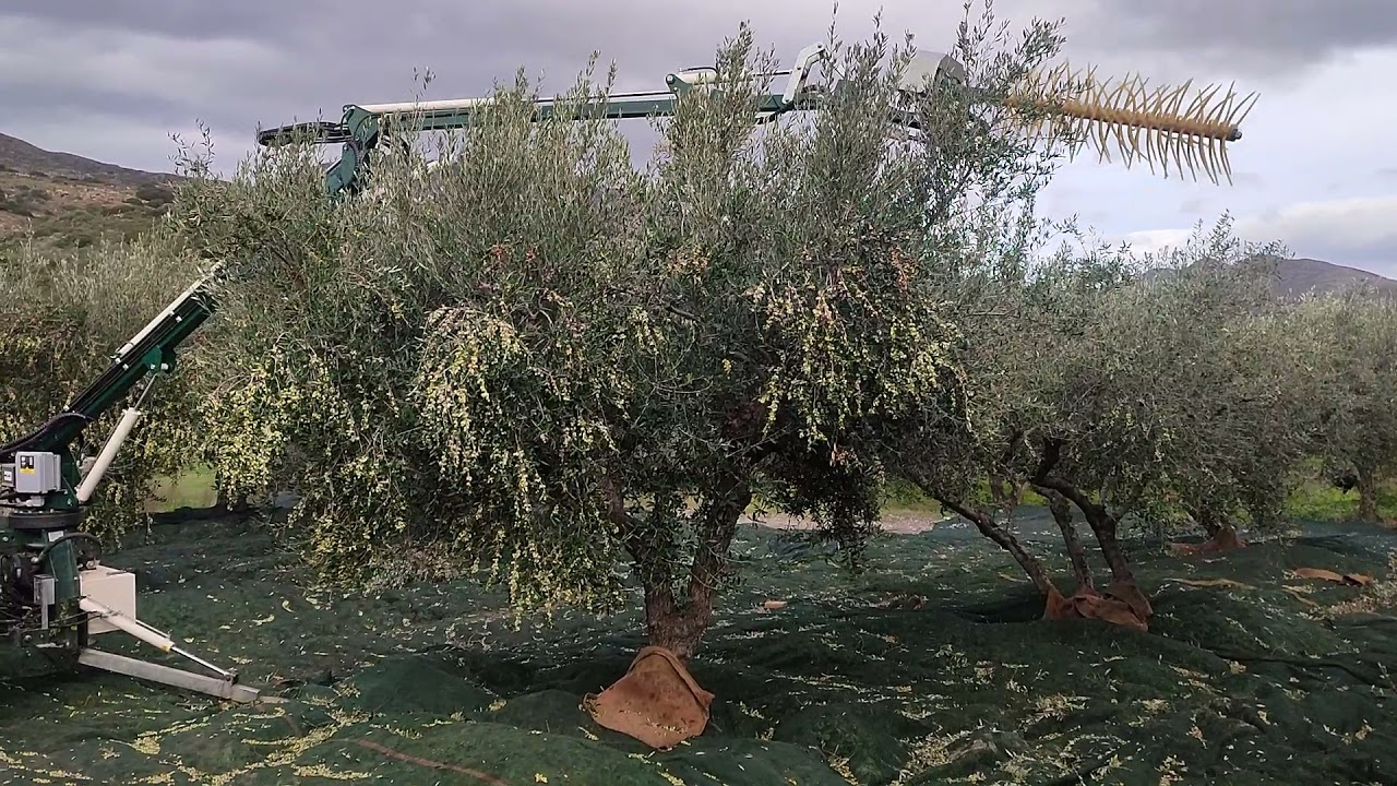 Συγκομιδή κορωνέικης ελιές με crf olive one part2