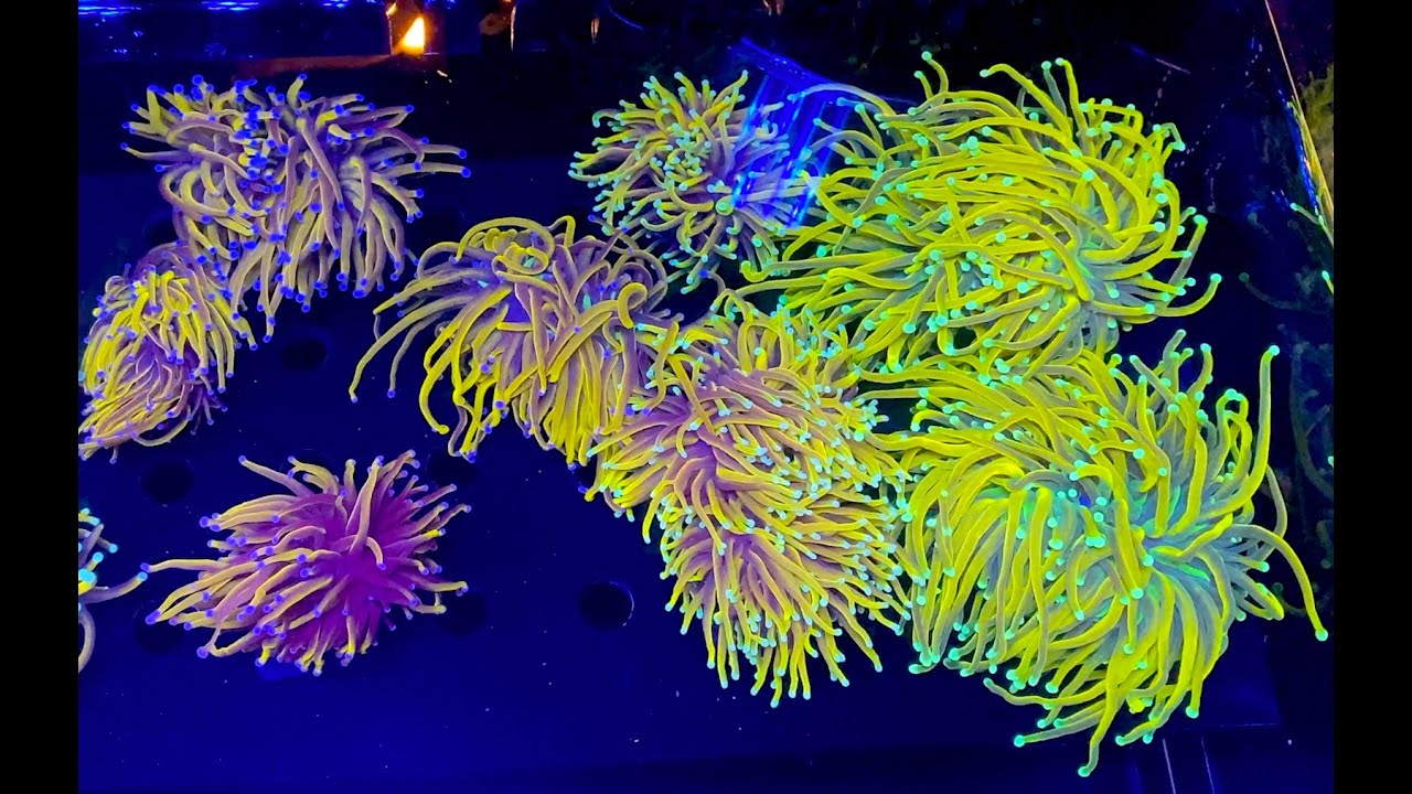 Full Reefapalooza Chicago 2019 Coverage & Discussion