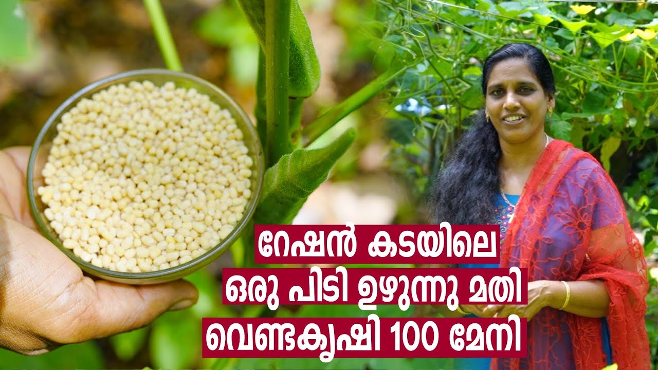 ഒരു പിടി ഉഴുന്നു മതി വെണ്ടകൃഷി 100 മേനി | Vendakka Krishi Ladies Finger Cultivation Malayalam