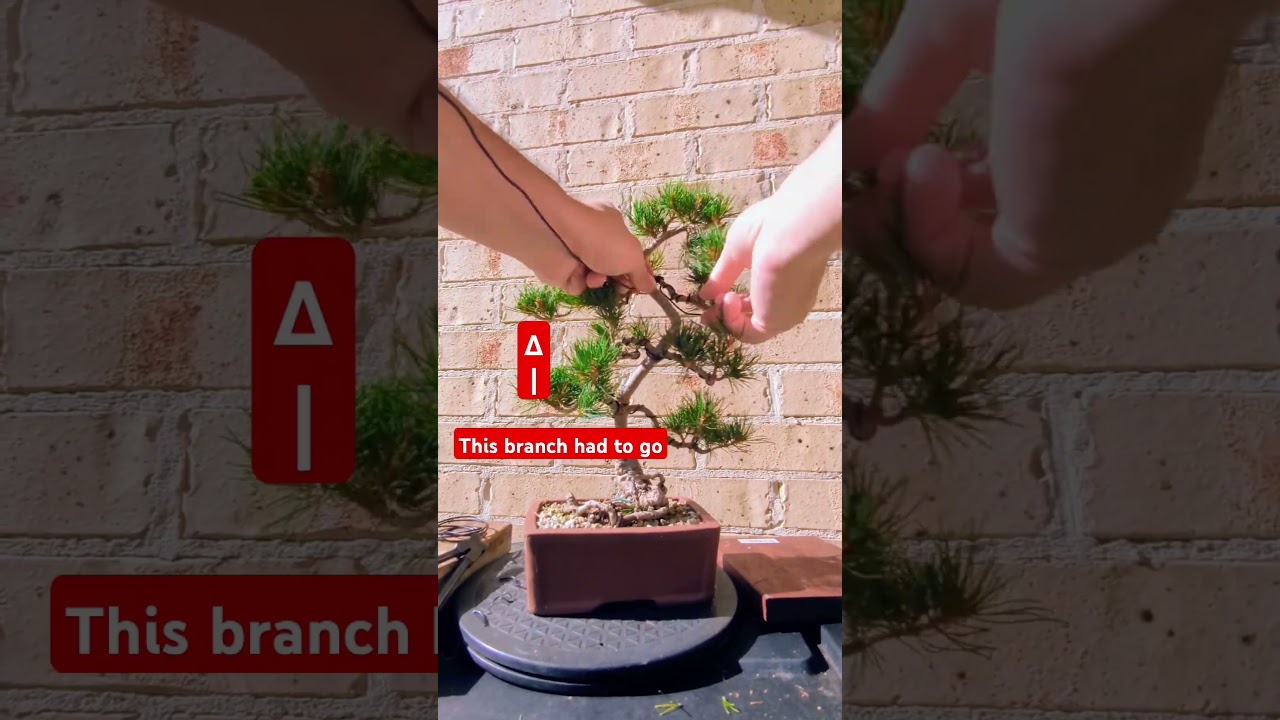 Styling my Bonsai - #whitepine  #Gojomatsu #bonsai #bonsaitree #pinebonsai #bonsaiwire #australia