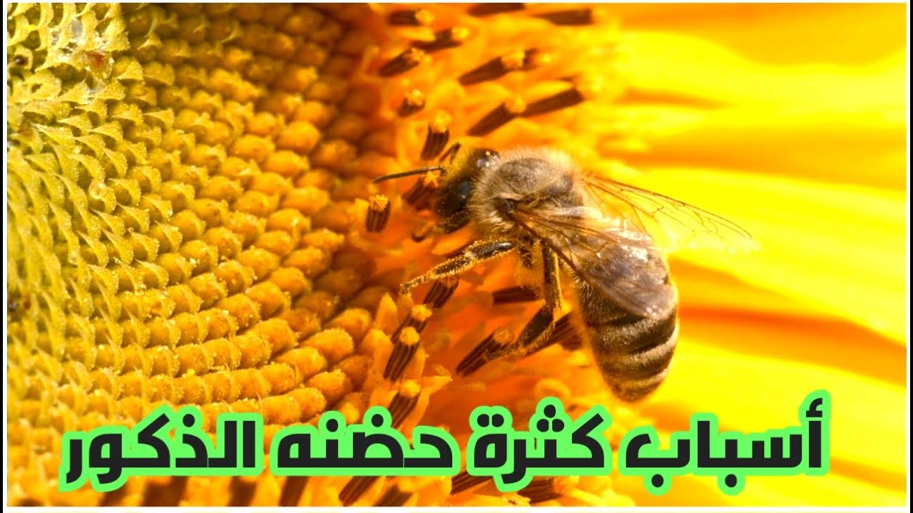 أسباب كثره الذكور وحضنه الذكور داخل الخلايا