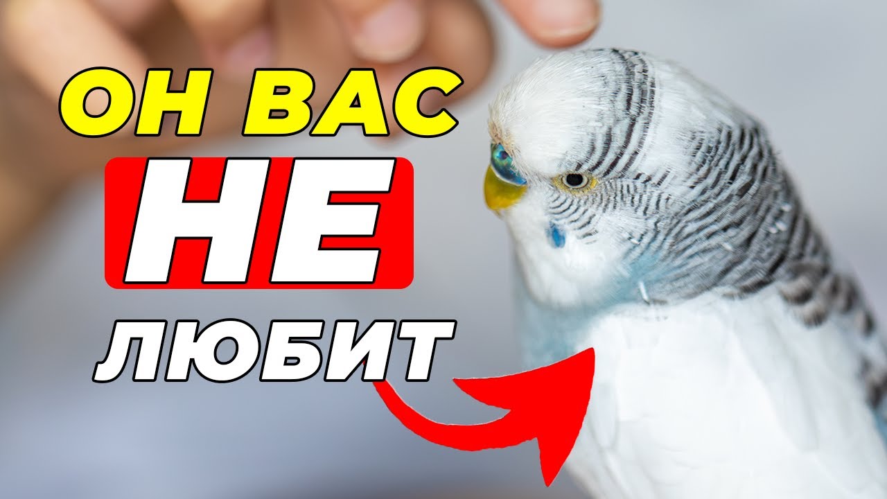 10 признаков того, что ваша птица вас ненавидит