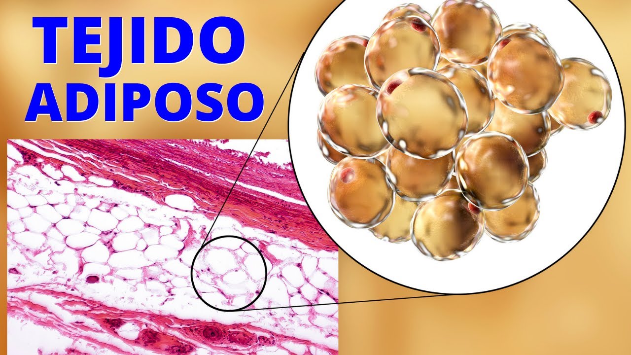 ¿Qué es el tejido adiposo y cuáles son sus funciones?🔬