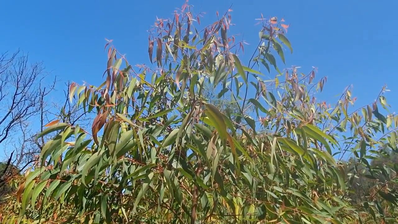 Super Resilient Angophora costata 50cm/52L (2.0-2.5m)
