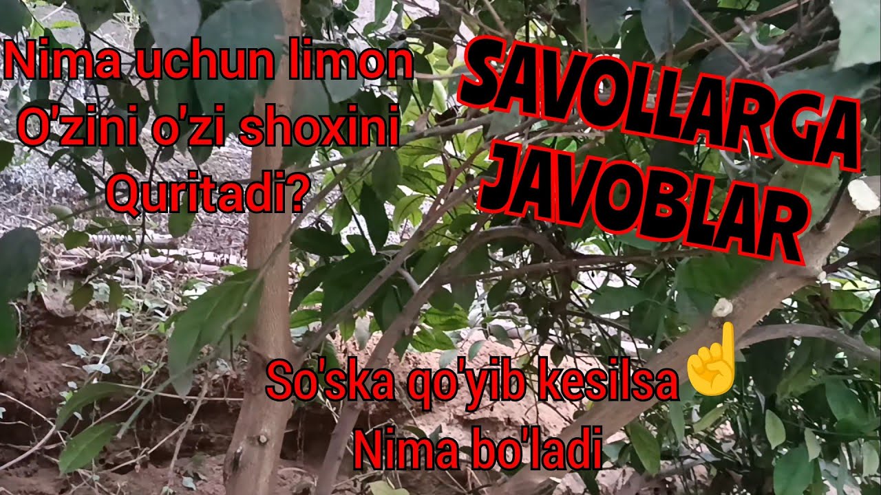 Sirdaryo Viloyati Shirin shaxridagi abrezka Juda ko'p savollarga javoblar limon nega shoxini quritad
