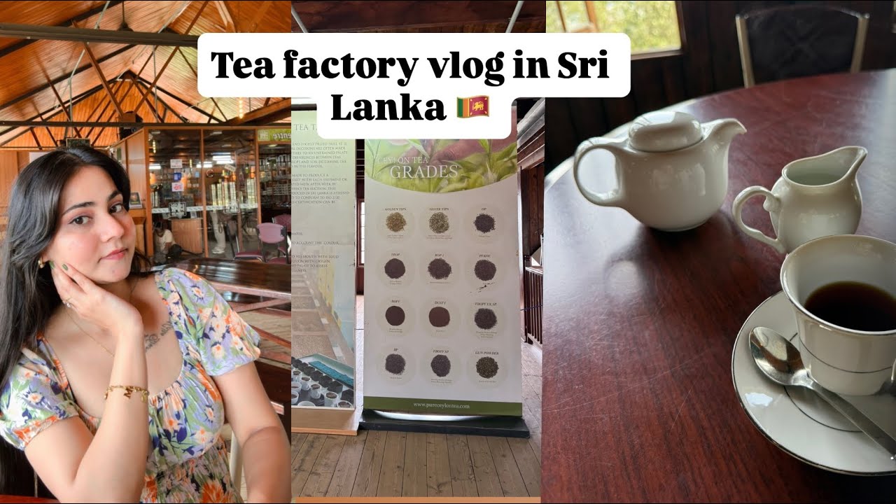 Tea factory vlog in Sri Lanka 🇱🇰 #srilanka #teafactory #explorepage #travelvlog #kandysrilanka 