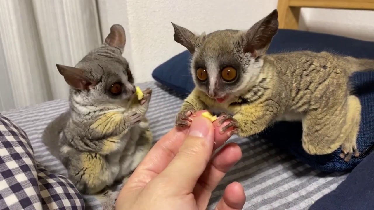 Galago - Jagra