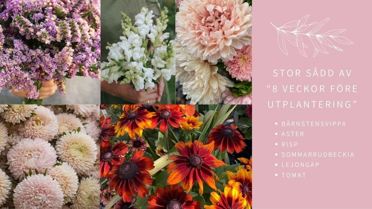 STOR S&Aring;DD AV 9 OLIKA SNITTBLOMMOR + TOMAT, OCH HUR M&Aring;R EGENTLIGEN DAHLIORNA?